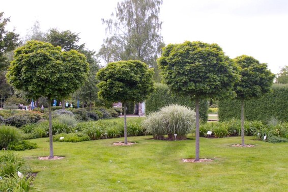 Дуб болотный 'Green Dwarf' #1, C43 6--8 250-300 St. 1/2 - 7 Дуб болотный 'Green Dwarf' #1, C43 6--8 250-300 St. 1/2 - 7