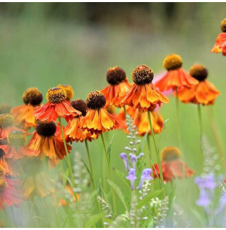 Геленіум 'Moerheim Beauty'