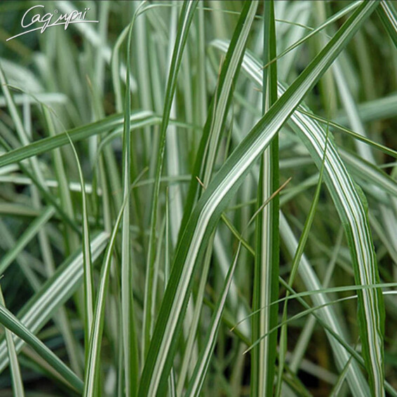 Куничник гостроквітковий 'Avalanche', C1 - - 2