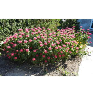 Монарда 'Pink Supreme'