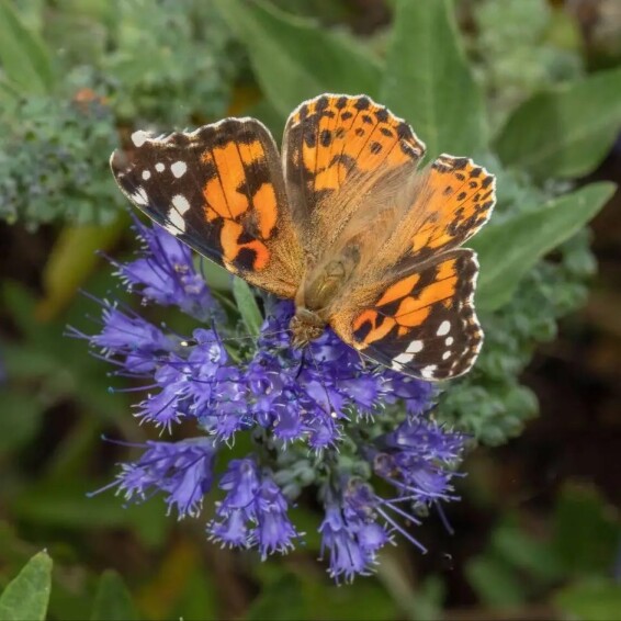 Кариоптерис кландонский - 1 Кариоптерис кландонский - 1