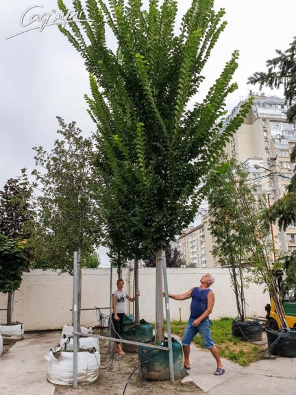 Вяз 'Columella' #5, WRB 20--25 700+ St. 160-180 - 1 Вяз 'Columella' #5, WRB 20--25 700+ St. 160-180 - 1