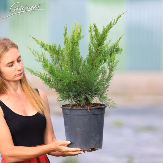 Можжевельник средний 'Mint Julep' - 7