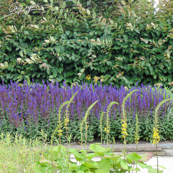 Шавлія лісова 'Caradonna' - 8