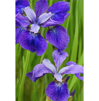 Ирис сибирский 'Blue Moons'