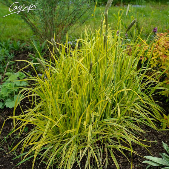 Лисохвост луговой 'Aureovariegatus', C2 - - 2