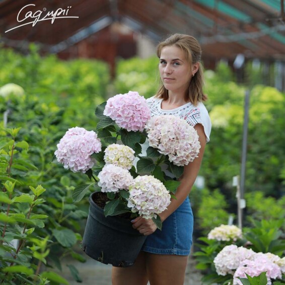 Гортензия крупнолистная 'Hovaria Hopaline'® - 1 Гортензия крупнолистная 'Hovaria Hopaline'® - 1