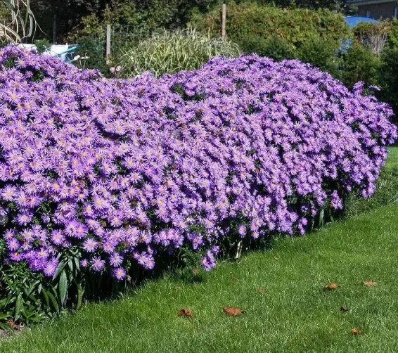 Айстра кущова 'Blaue Laguna' #2, Р9 - - 9