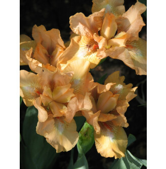 Ирис спуриа 'Carats'