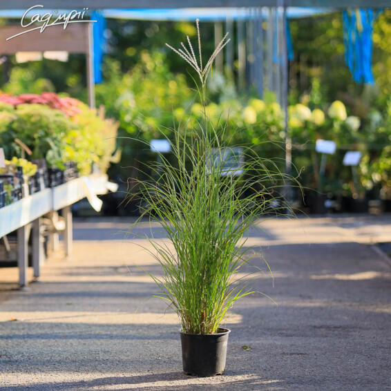 Мискантус китайский 'Silberfeder' - 2