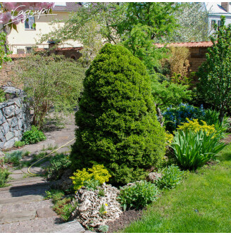 Ялина сиза 'Conica'