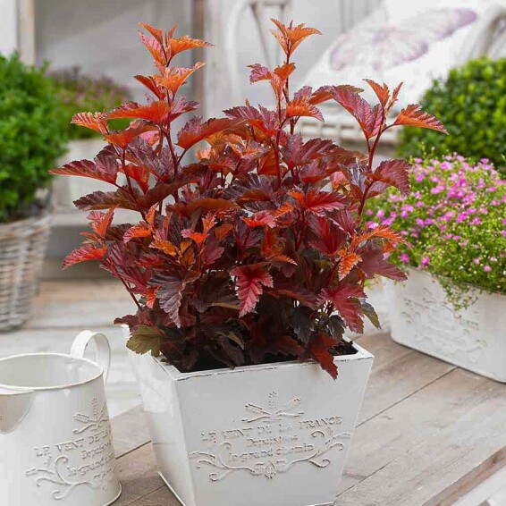 Пухироплідник калинолистний 'Little Angel' #1, C3 - - 4