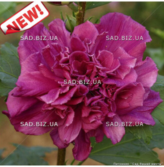 Гибискус сирийский 'French Cabaret Red'