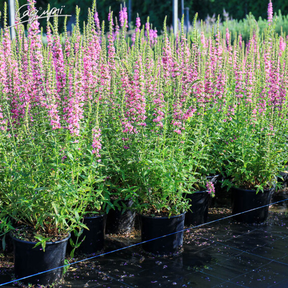 Плакун верболистий 'Robert' - 2 Плакун верболистий 'Robert' - 2