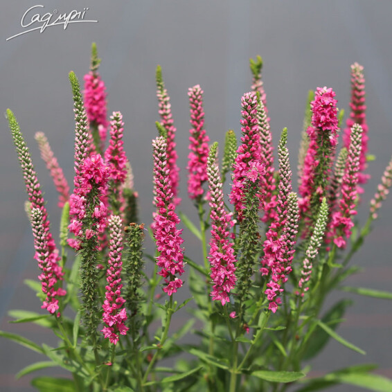 Вероніка колоскова 'Rotfuchs' - 3 Вероніка колоскова 'Rotfuchs' - 3