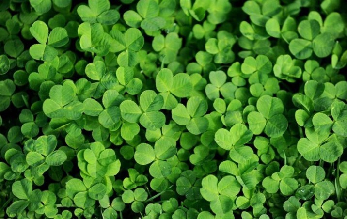 Клевер белый 'Хайфа'