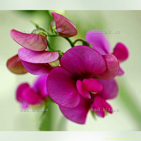 Чина широколиста 'Red Pearl' - 1