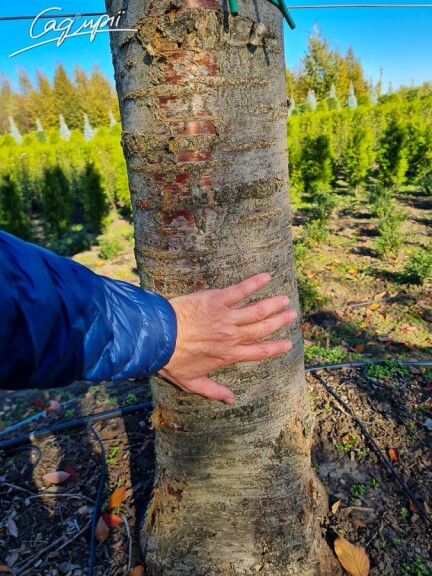 Слива Саржента 'Rancho' #2, WRB 25--30 450-500 St. 200-225 - 4