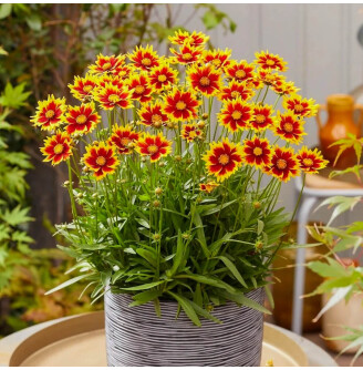 Кореопсіс великоквітковий ‘Solar Jewel®’ (PBR)