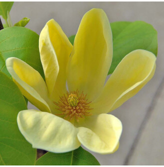 Магнолія бруклинська 'Yellow Bird'