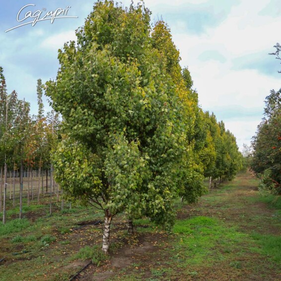 Береза плакуча 'Fastigiata' - 2 Береза плакуча 'Fastigiata' - 2