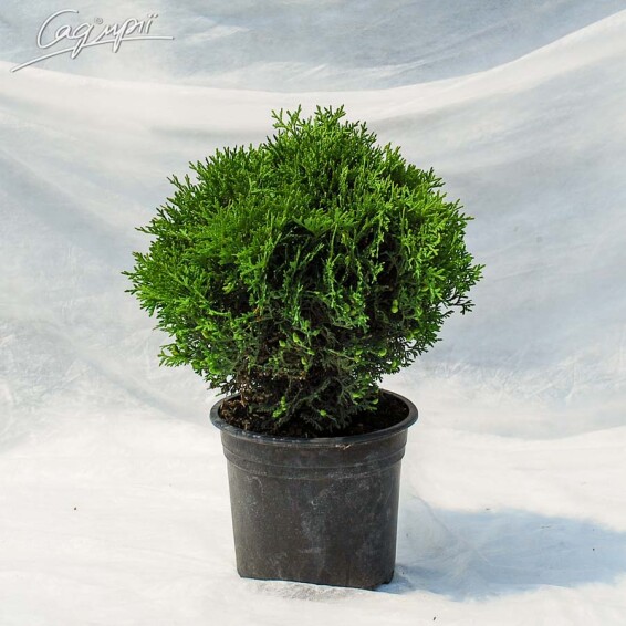 Туя западная 'Tiny Tim' - 4