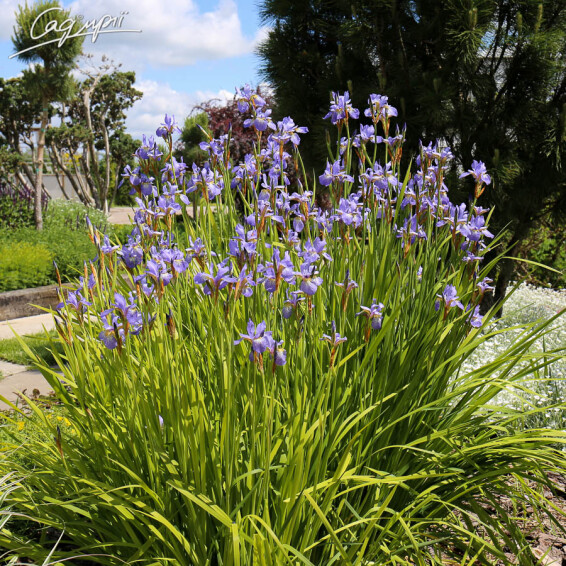 Ирис сибирский 'Blue King' - 5