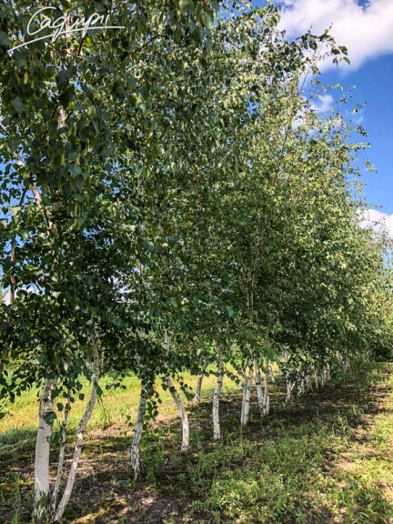 Береза плакучая #3, C3 - 150-175 - - 12 Береза плакучая #3, C3 - 150-175 - - 12