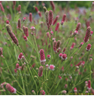 Кровохлебка лікарська 'Pink Tanna'