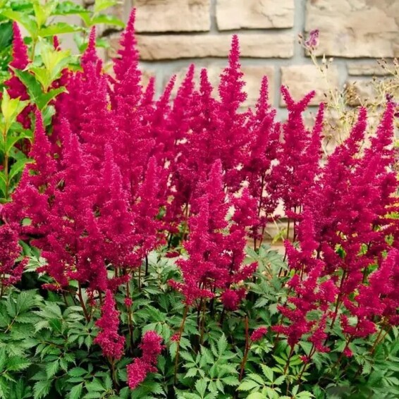 Астільба китайська 'Cardinal' - 3