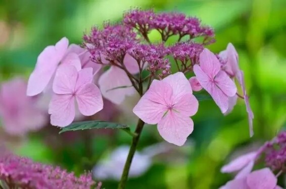 Гортензия крупнолистная 'Mariesii Perfecta' - 3