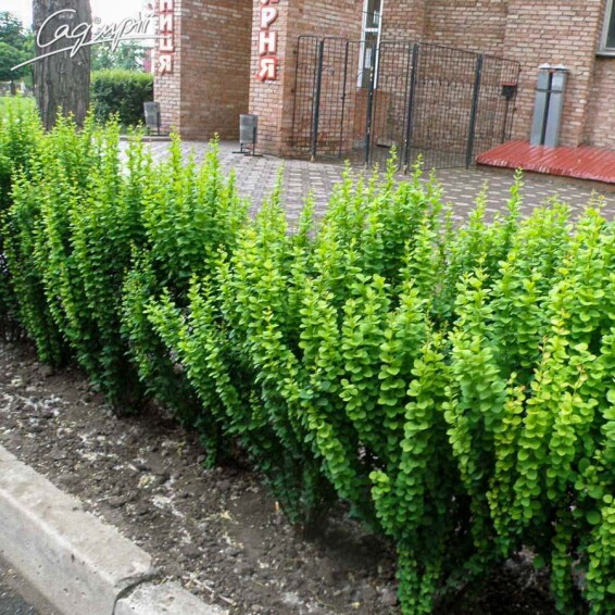 Плющ звичайний 'Erecta' - 1