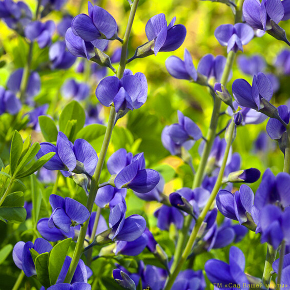 Баптизия австралийская - 1