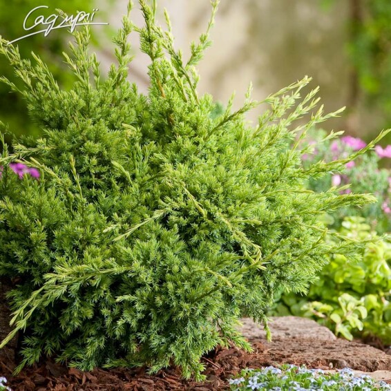 Ялівець лускатий 'Holger' - 4