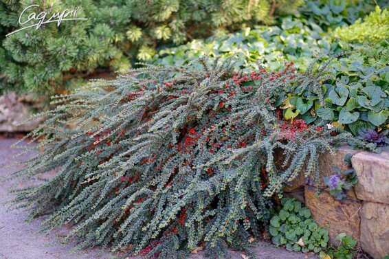 Кизильник горизонтальний - 2