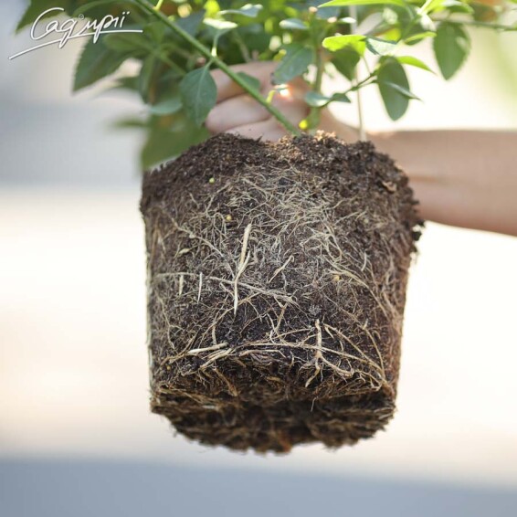 Форзиція середня 'Spectabilis' - 4