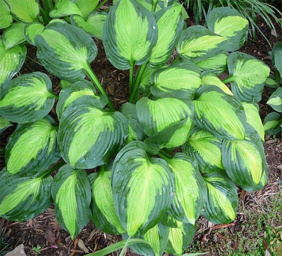 Хоста 'Captain Kirk' - 1