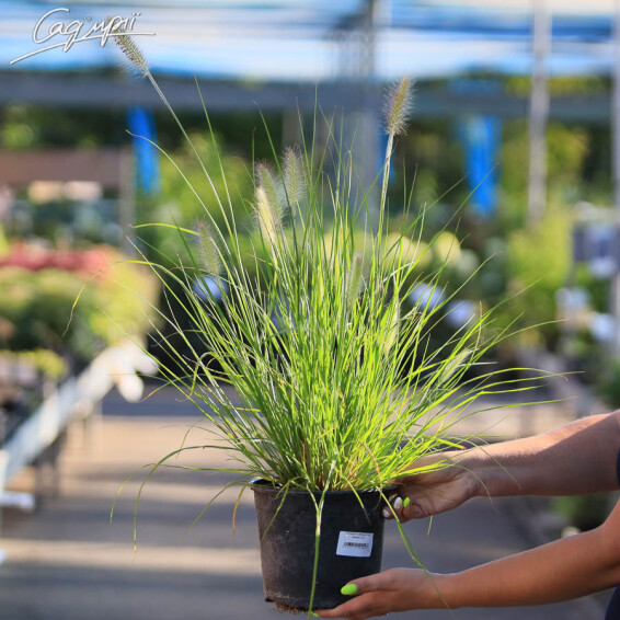 Пенісетум лисохвістний 'Hameln', p9 - - 1