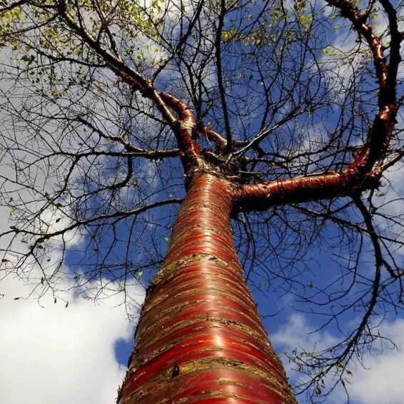 Вишня пильчатая #5, C25 12--14 225-250 St. 1/2 - 6