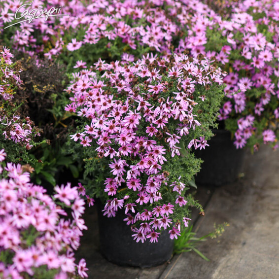 Астра кустарниковая 'Rosenwichtel' - 1 Астра кустарниковая 'Rosenwichtel' - 1