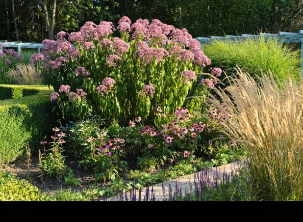 Сідач плямистий — сила природи в саду Сідач плямистий — сила природи в саду