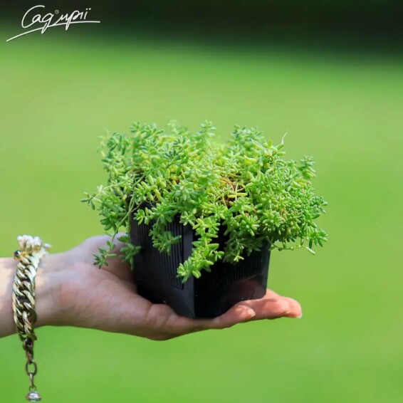 Очиток білий дрібноквітковий - 1