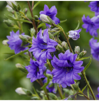 Дзвоник кропиволистий ‘Bernice’