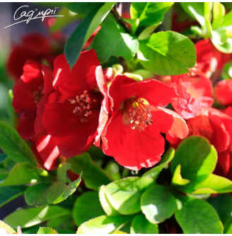 Айва прекрасная (хеномелес) 'Fire Dance'