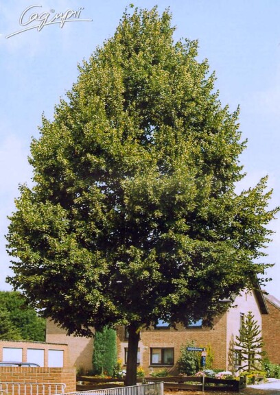 Липа крупнолистная - 4 Липа крупнолистная - 4