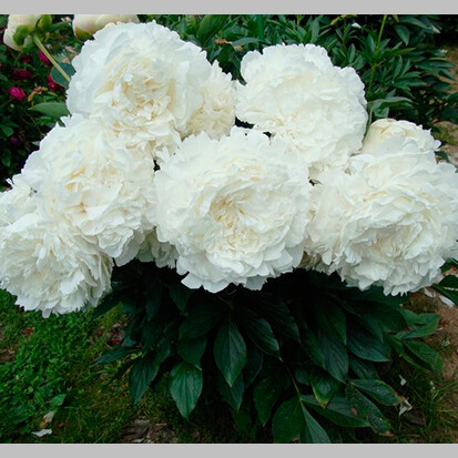 Пион травянистый 'Ann Cousins' - 1