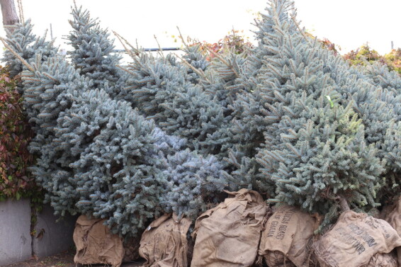 Ель колючая 'Hoopsii' - 2