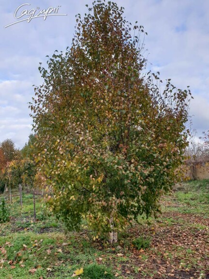 Береза китайская 'Fascination' - 1