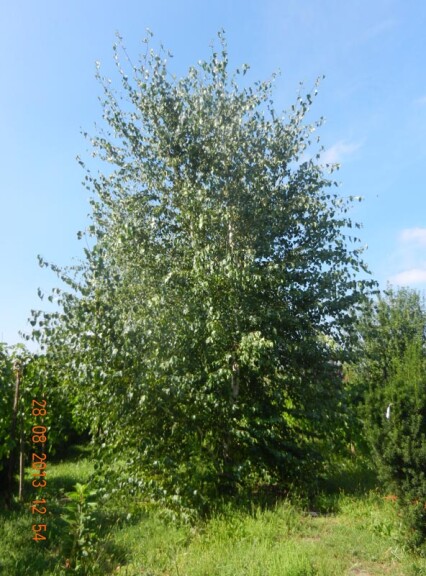 Береза плакучая 'Alba Verrucosa' - 1 Береза плакучая 'Alba Verrucosa' - 1