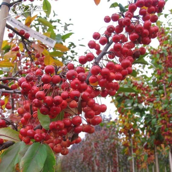 Яблоня 'Profusion' - 6